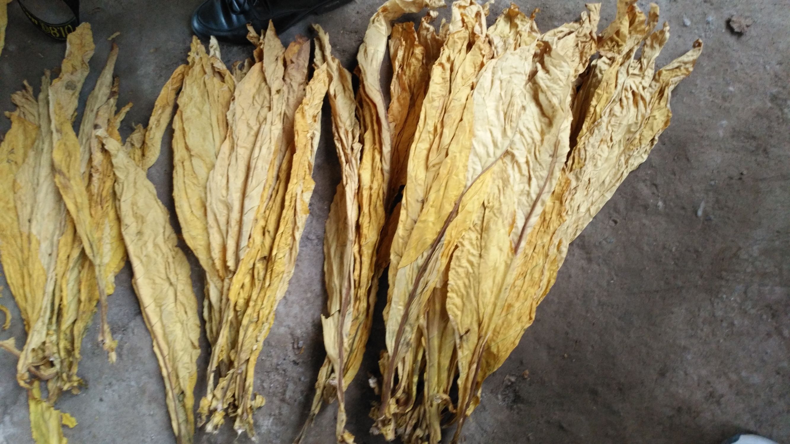 今日揭榜!云霄香烟一手货源批发价格“一般见识”