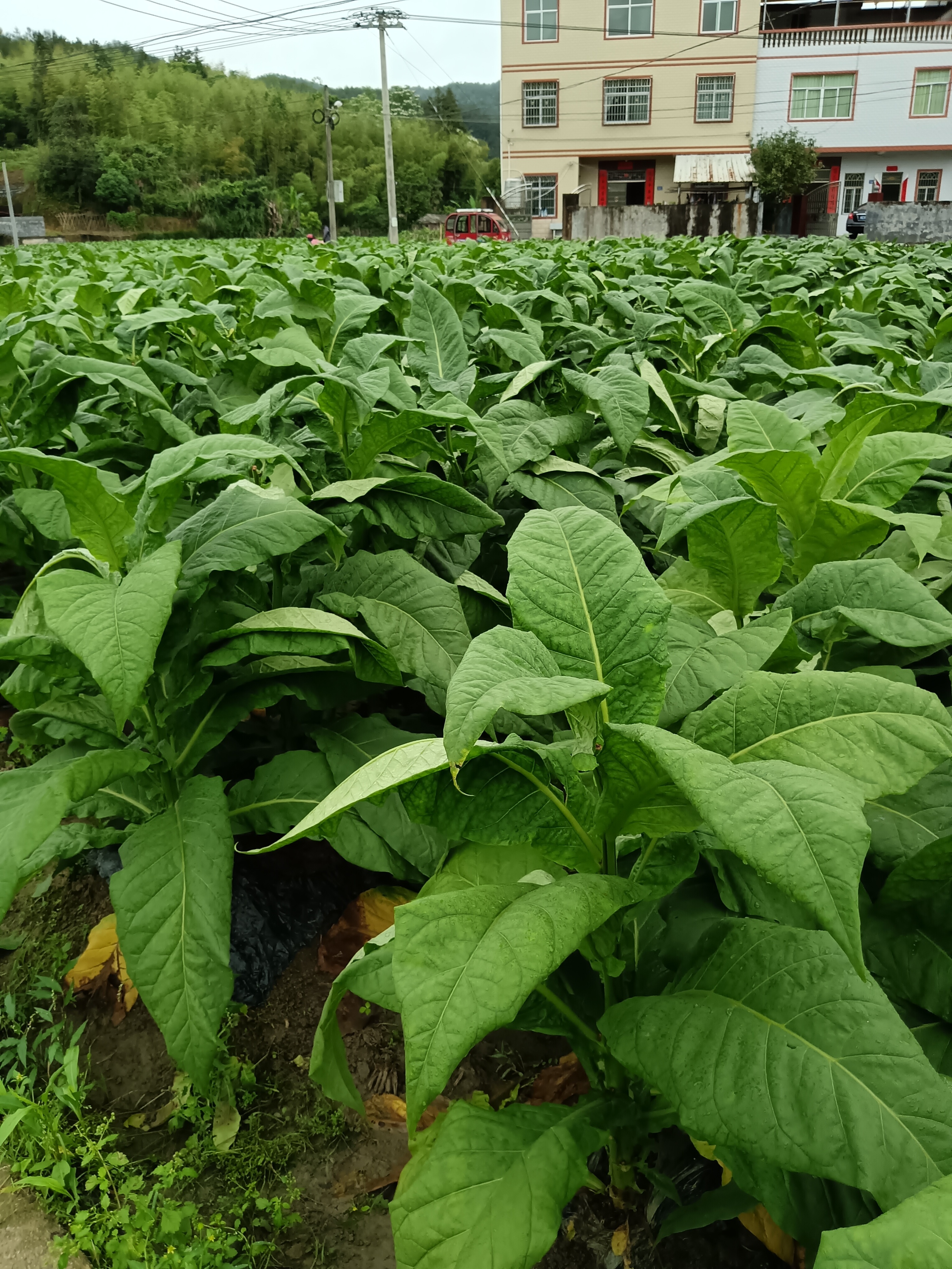 狮牌（鸿运当头）多少钱一包